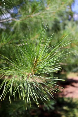 Pinus wallichiana - borovice himalájská - jehlice